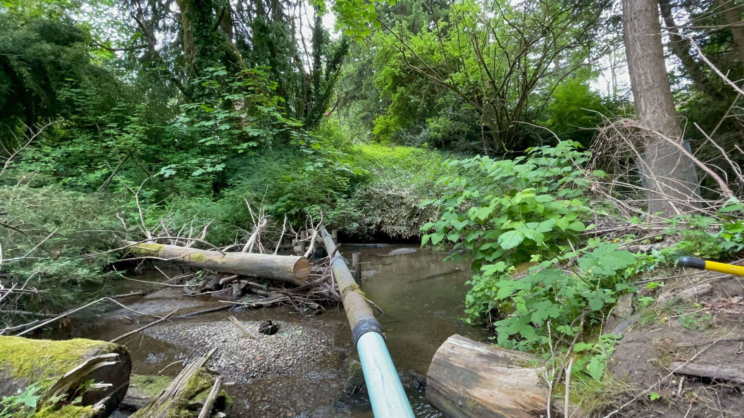 Another before picture of a sewer line that extends over a creek in Kirkland. The line needed to be raised for environmental reasons.