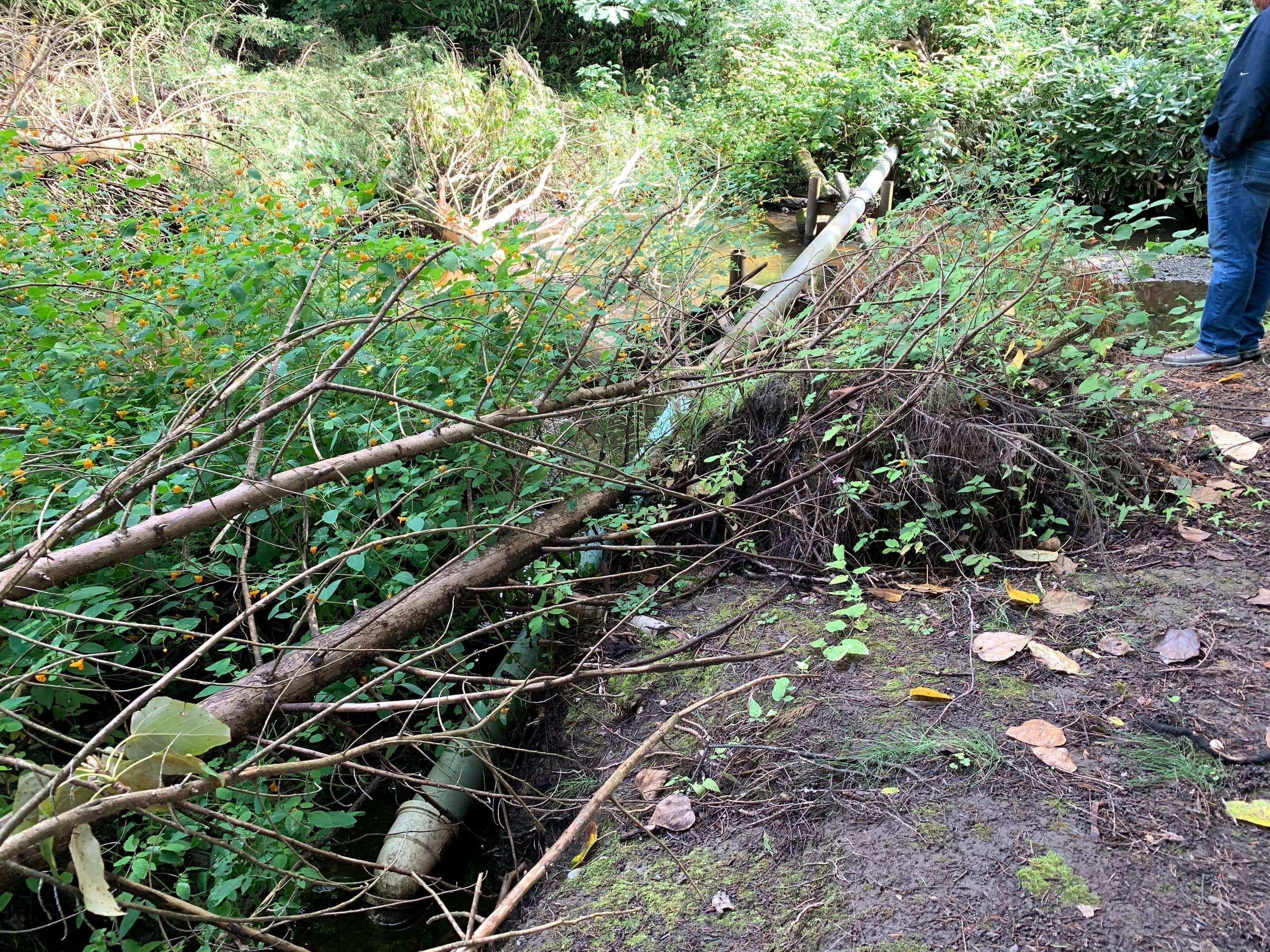 Before picture of a sewer line that extends over a creek in Kirkland.