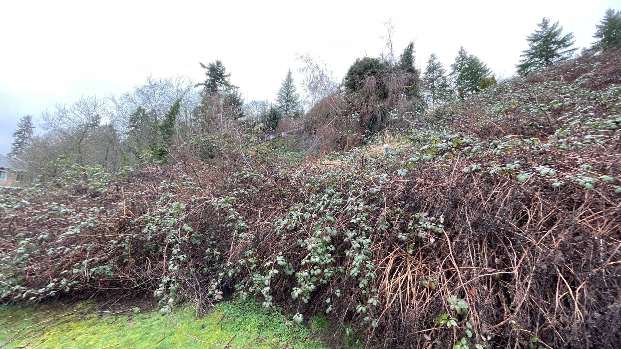 A field of blackberries